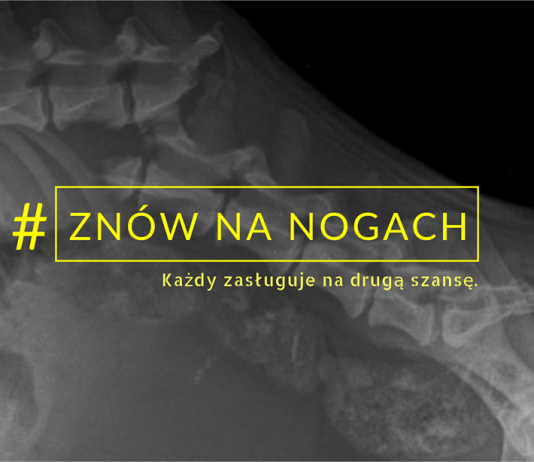 Znów na nogach