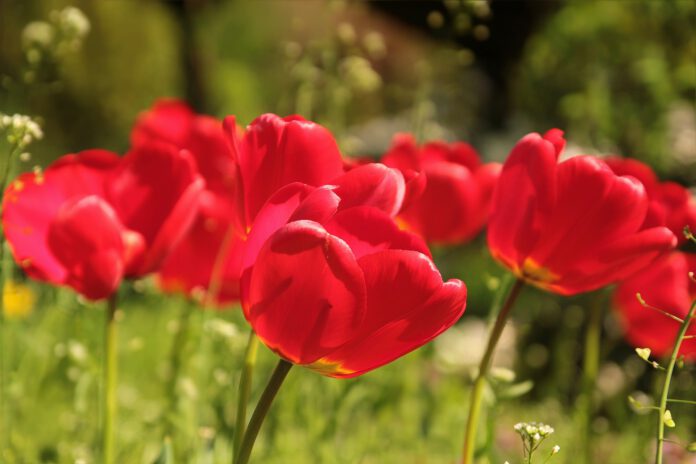 Akcja charytatywno-edukacyjna „Tulipany Mocy”